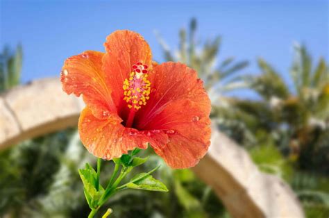 are hibiscus flowers poisonous|hibiscus dangers.